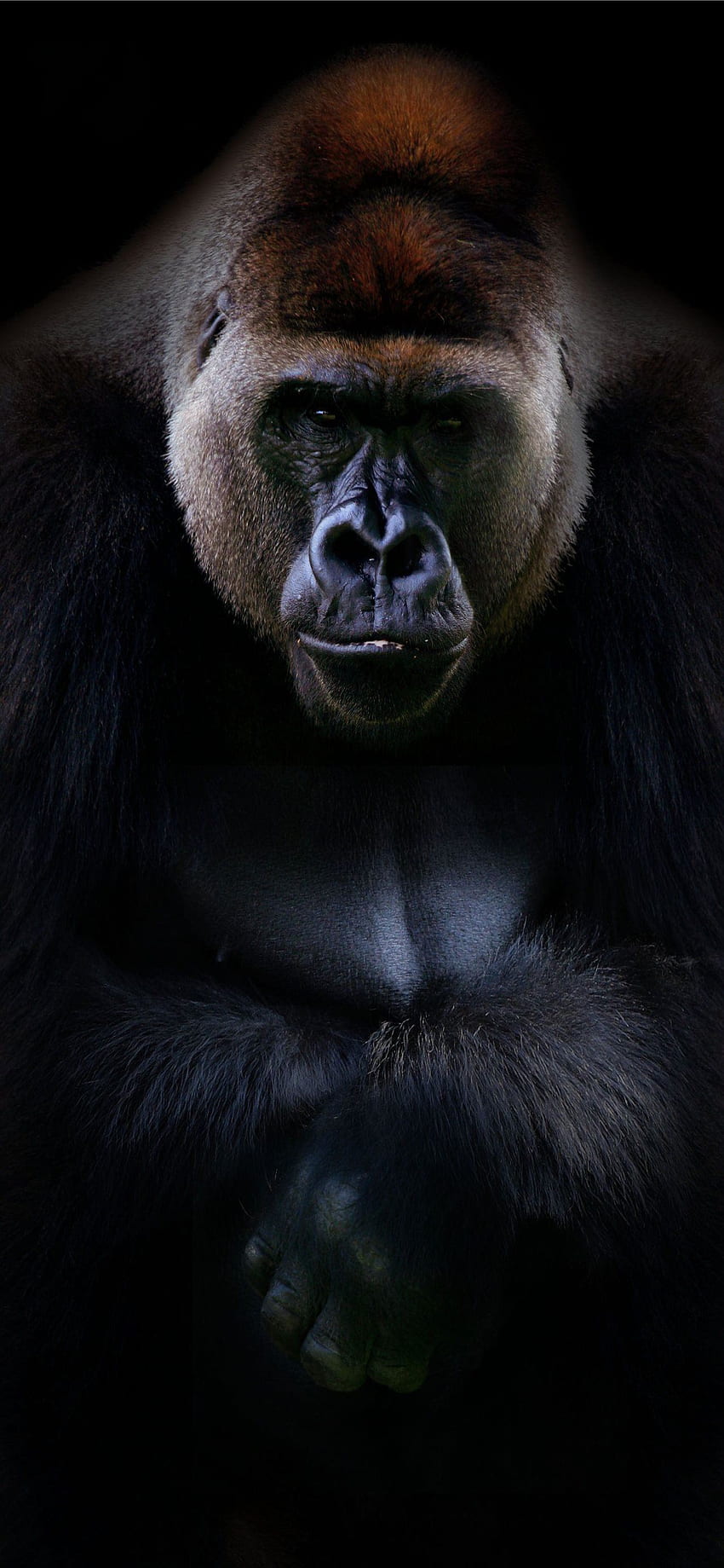 de gorila de espalda plateada para iPhone, arte de gorila fondo de pantalla del teléfono