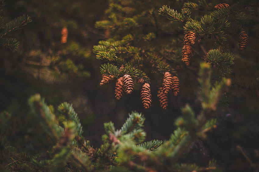 Nature, Cones, Needle, Pine HD wallpaper