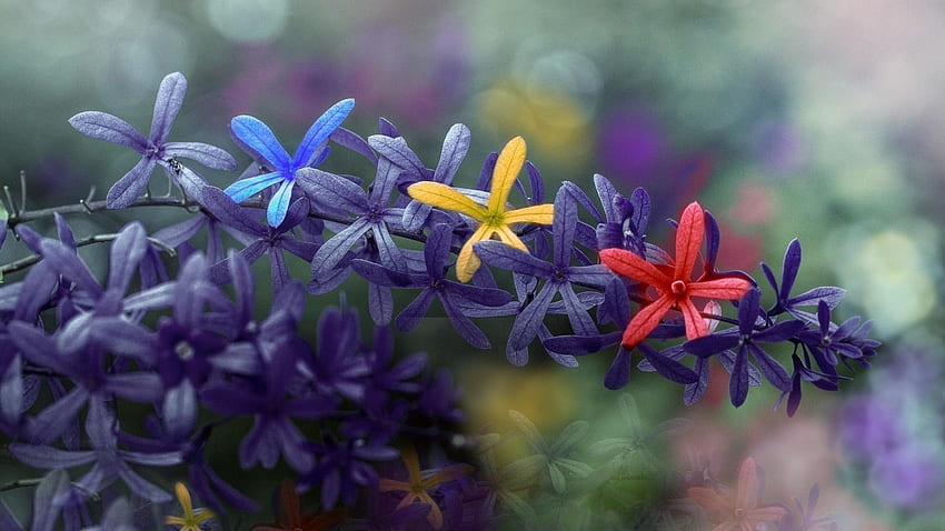 La vita occupata variopinta fiorisce la molla - graphy di stagione primaverile - -, fiore della sorgente 3D Sfondo HD