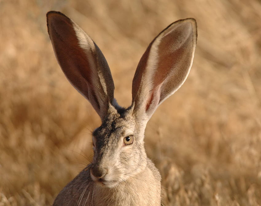 Ears-flapping, animal, ears, long, rabbit HD wallpaper