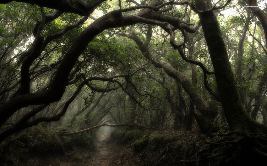 Misty Dark Forest HD wallpaper