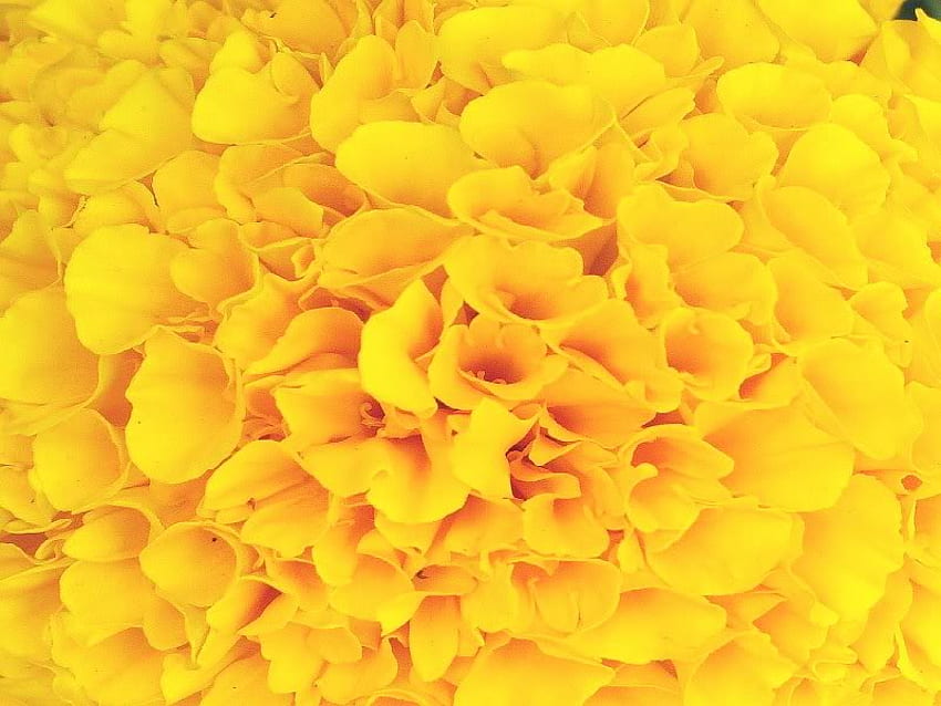Closeup of a Mum, mum, petal, yellow, flower HD wallpaper