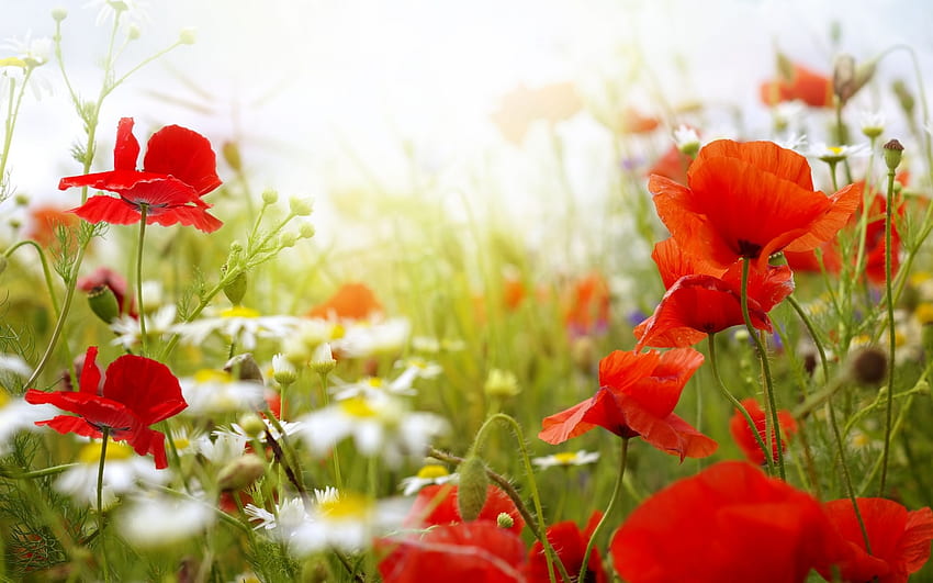 Beauty in Nature, Meadow, Petals, Poppies, Nature, Spring HD wallpaper