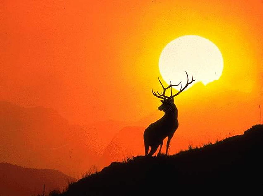 ciervo orgulloso, orgulloso, ciervo, animales, montañas, naranja, puesta de sol fondo de pantalla