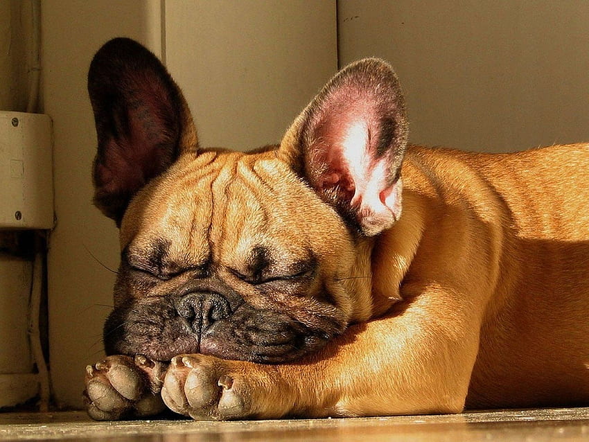 Schlafen französische Bulldoggen viel?. Frenchie Sleep 101, Baby ...