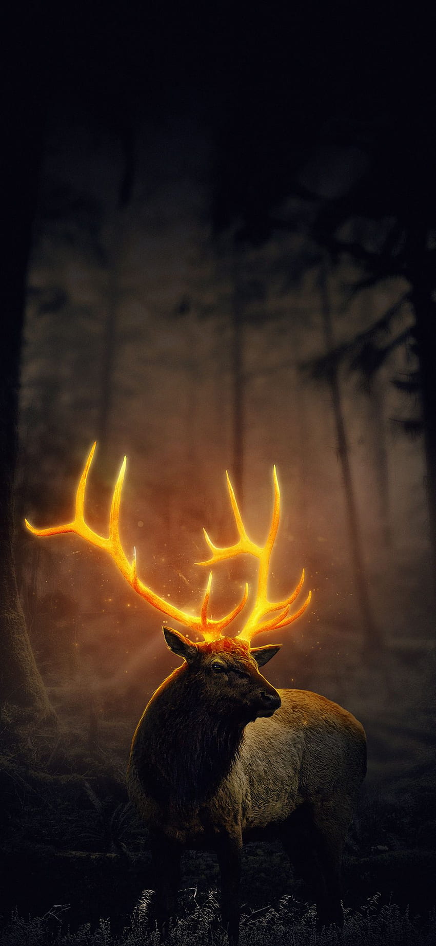Deer, atmosphere, love, sky, golden, animal HD phone wallpaper
