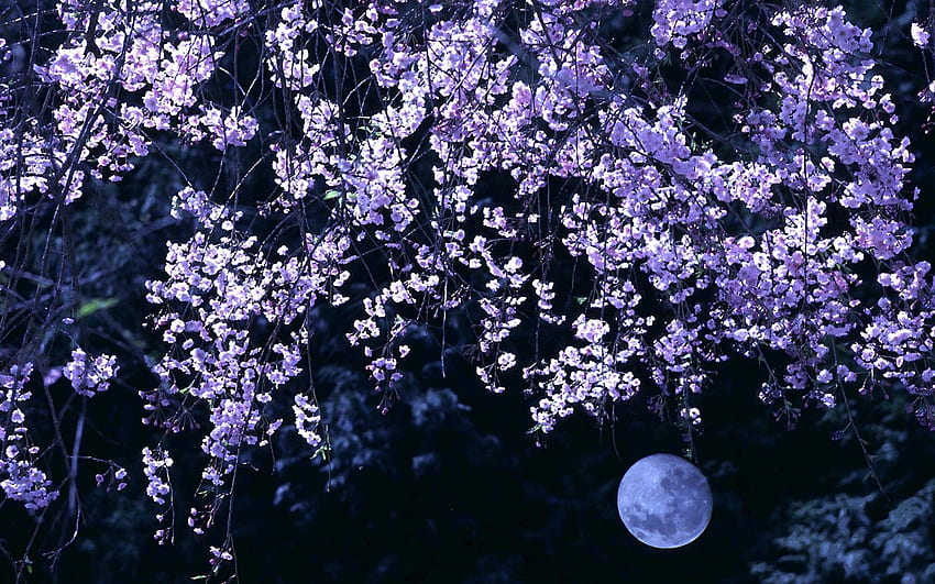アニメの風景桜黒、暗い桜 高画質の壁紙