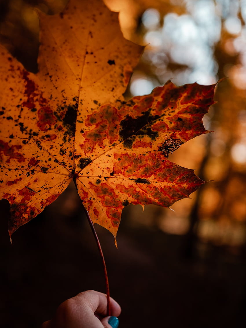 brown maple leaf in tilt shift lens – Landsberg am lech on Unsplash, Orange Leaf HD phone wallpaper