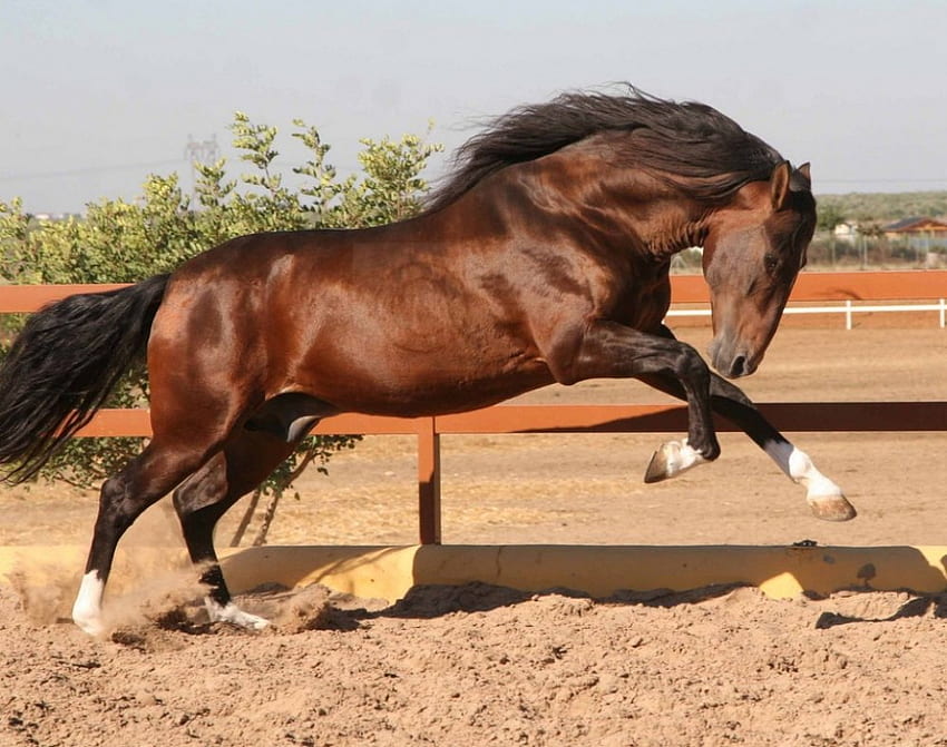 Power, horses, spanish stallion, animals, andalusian stallion HD wallpaper