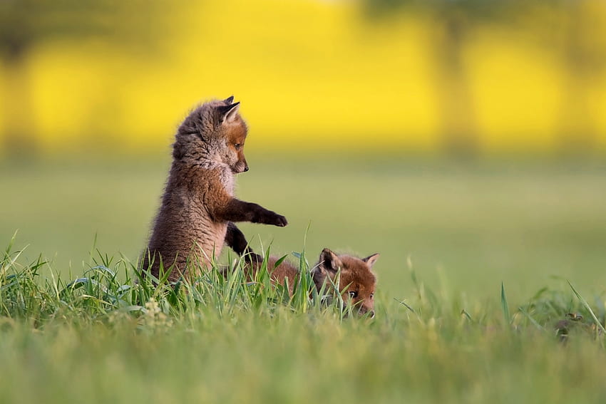 Fox cubs, animal, cub, vulpe, cute, fox, green, yellow, couple, paw HD wallpaper