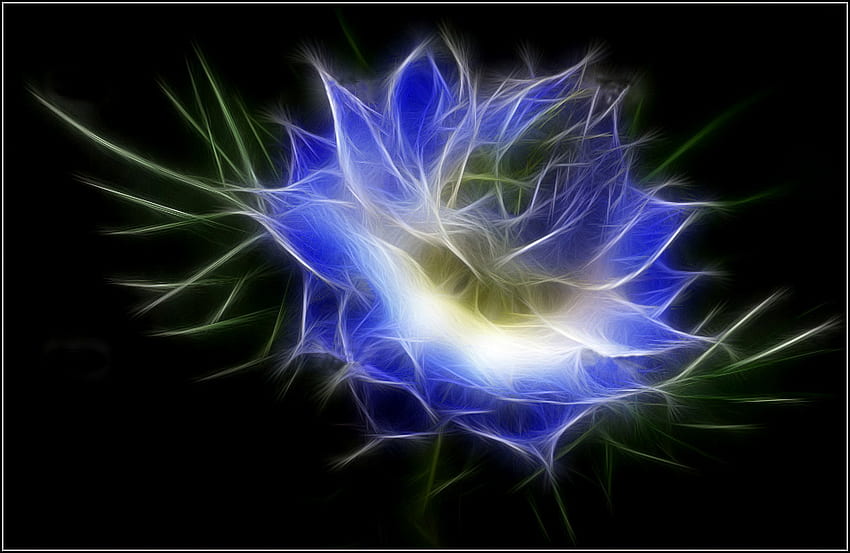 Cornflower, blue, white, black, beauty, 3d, abstract, light, flower HD wallpaper