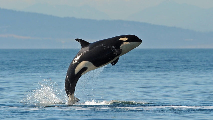 Balena assassina., Orca balena Sfondo HD