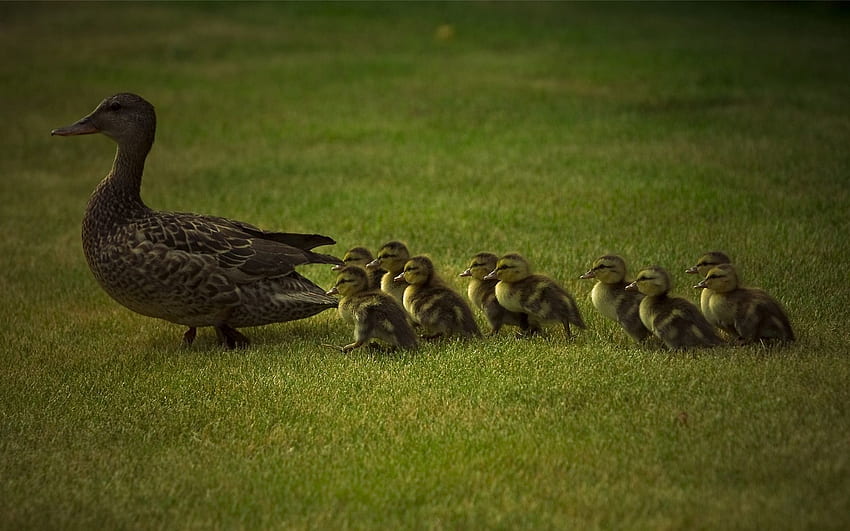 Animals, Grass, Young, Stroll, Family, Duck, Care, Cubs, Ducklings HD wallpaper