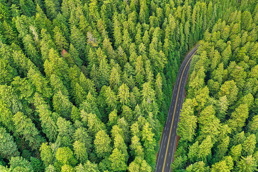 Aerial view, green, pine trees, forest HD wallpaper