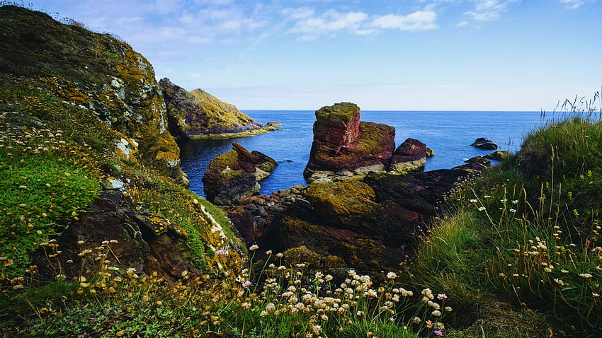 Horsecastle Bay, St. Abb’s Head, Scotland, UK, wildflowers, sea, coast, clouds, sky, rocks HD wallpaper