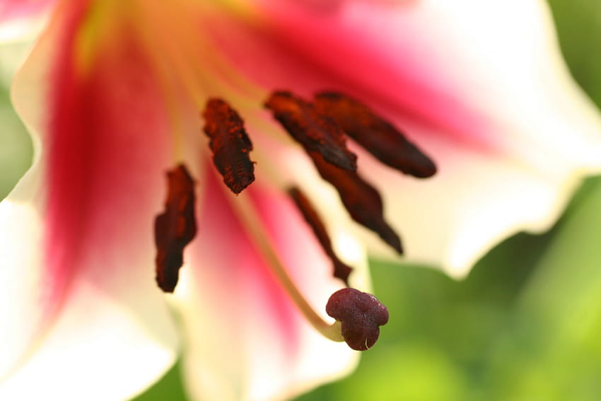 Madre naturaleza en su máxima expresión, polen, rosa, flor, lirio fondo de pantalla