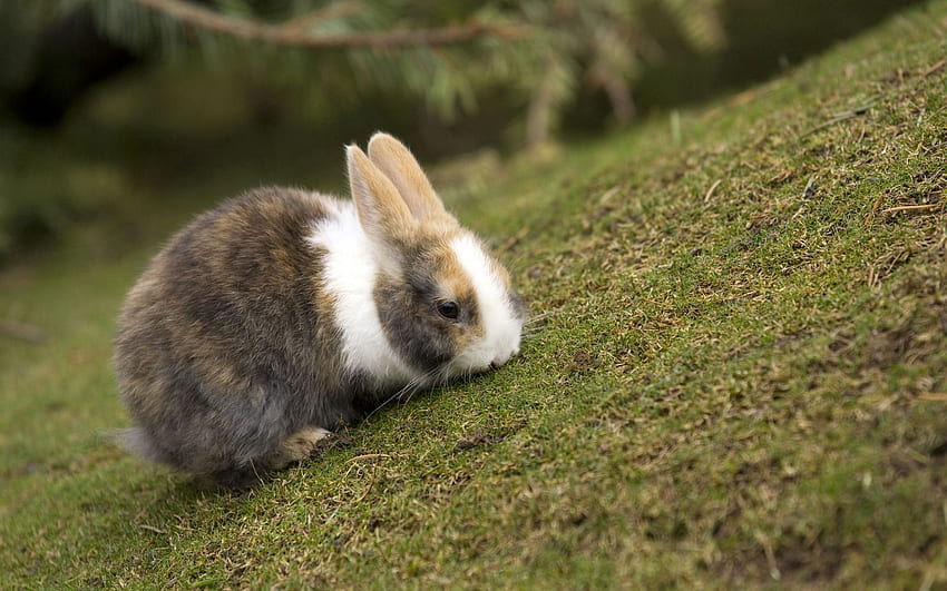 Animals, Grass, Animal, Ears, Rabbit, Eat HD wallpaper