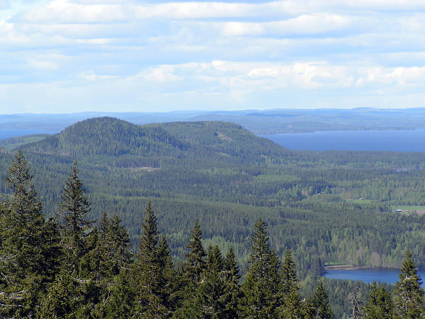 Parc national, Koli, Finlande, arbres, koli, parc Fond d'écran HD