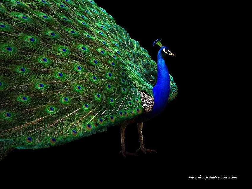 Beautiful peacock graph. Peacock , Black background , Bird HD wallpaper |  Pxfuel