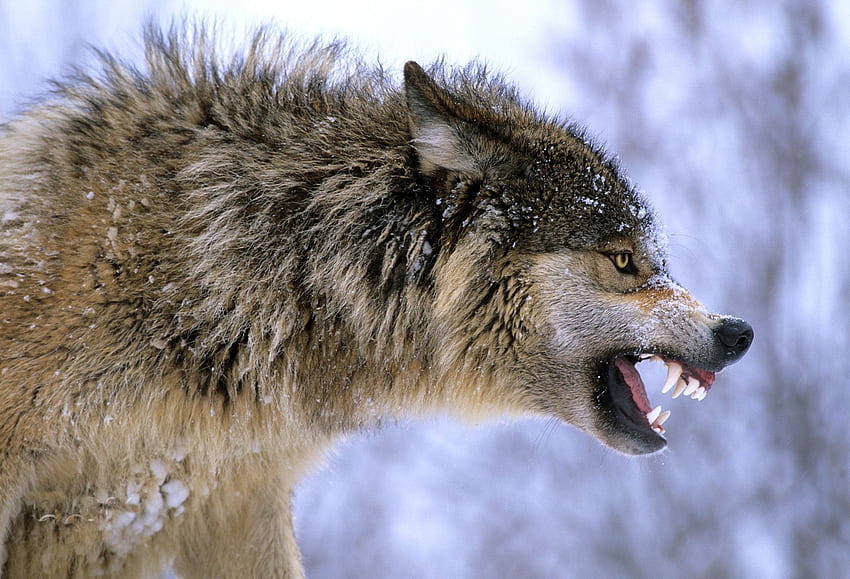 Grauer Wolf knurrt. Wolf, knurrender Wolf, wütender Wolf HD-Hintergrundbild