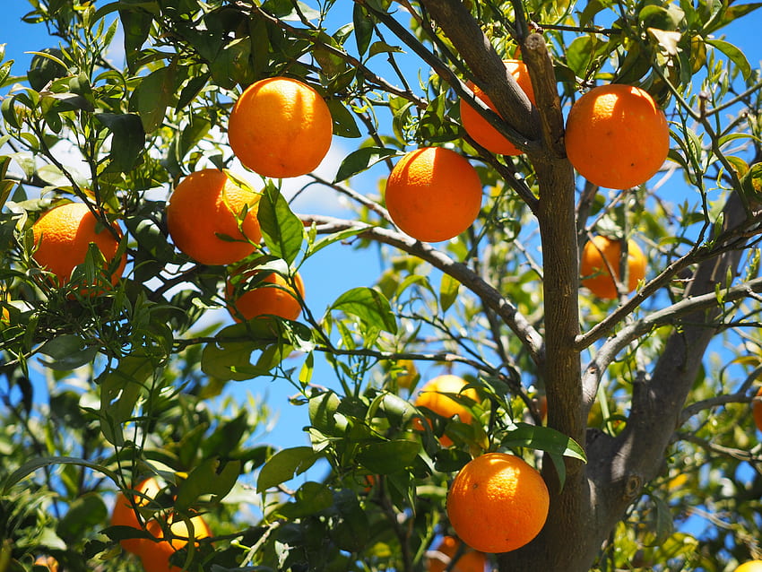 果物, 食品, オレンジ, シトラス, シトラス, オレンジの木 高画質の壁紙