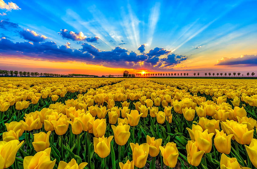 campo de tulipanes al atardecer, campo, amarillo, nubes, cielo, hermoso, flores, tulipanes, puesta de sol fondo de pantalla