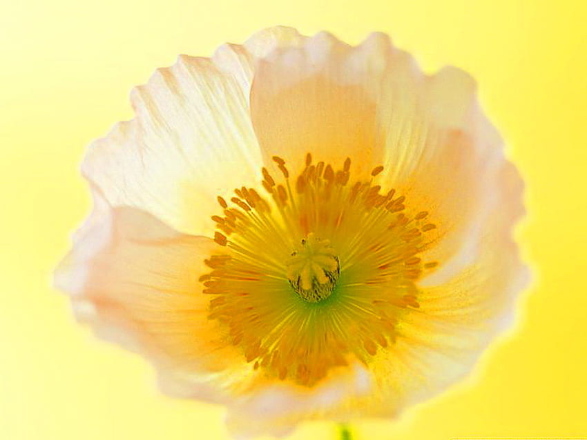 I wish you all a sunny day, sunny, yellow, flower, yellow white, gold HD wallpaper