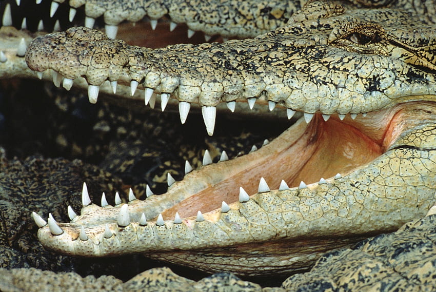 zwierzęta, uśmiech, kaganiec, upadek, usta, krokodyl Tapeta HD