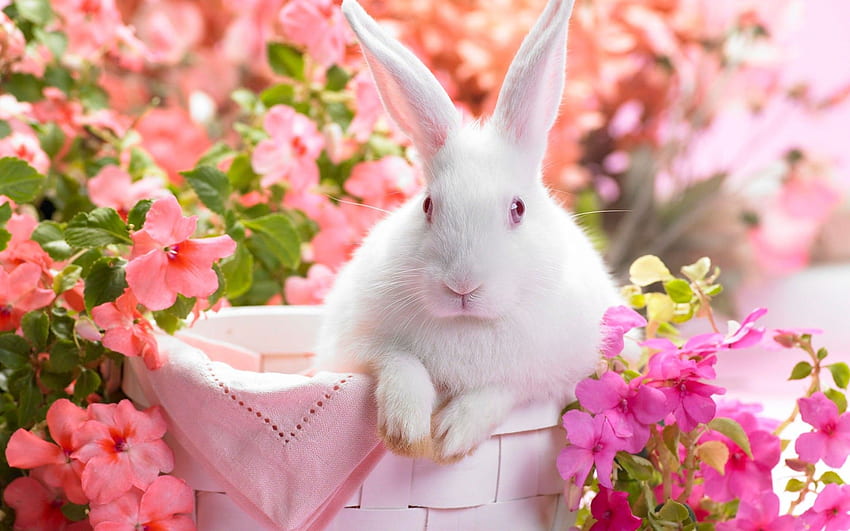 กระต่ายขาวในกระถางดอกไม้ - น่ารักสำหรับ - วอลล์เปเปอร์ HD