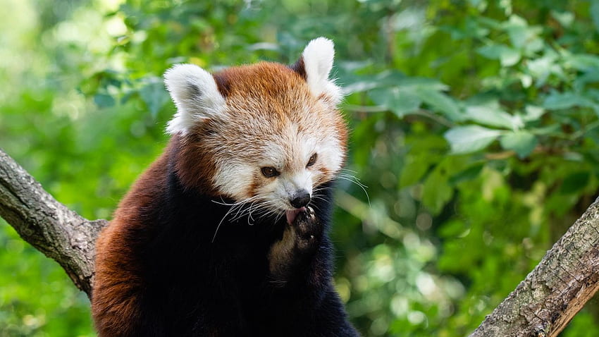 panda api, panda kecil, panda merah Wallpaper HD