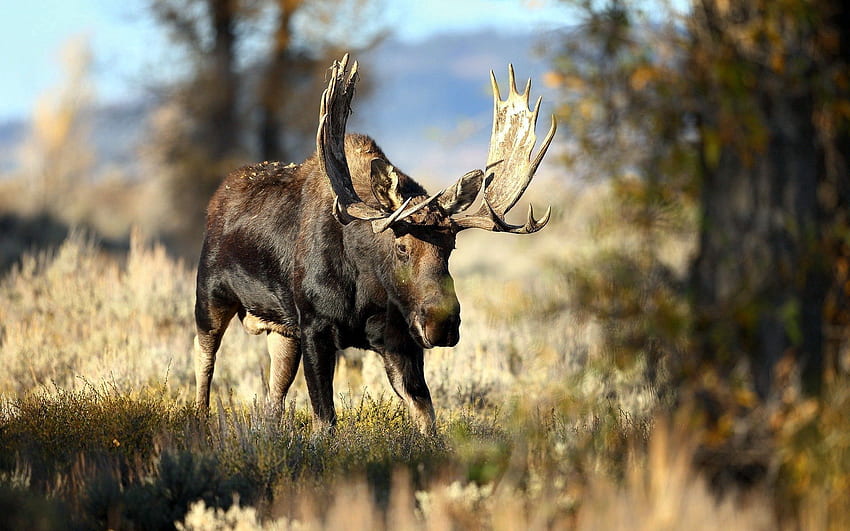 Animals, Grass, Forest, Blur, Smooth, Deer, Horns HD wallpaper