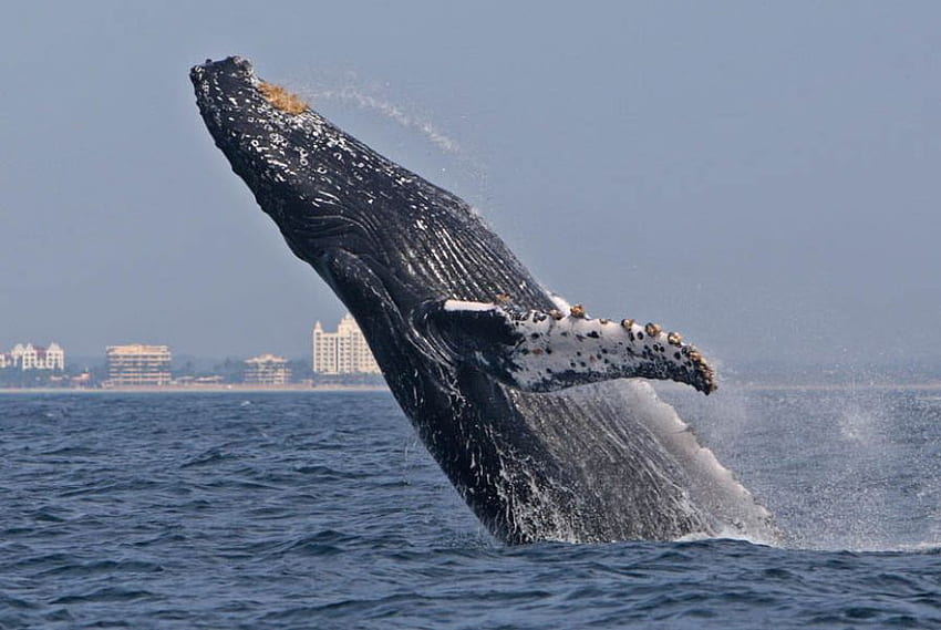 HUMPBACK WHALE BREACHING, animal, whale, humpback, water HD wallpaper