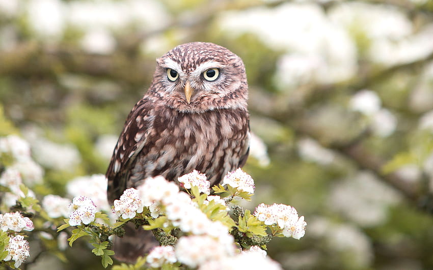 owl, bird, spring, predator, Cute Summer Owl HD wallpaper