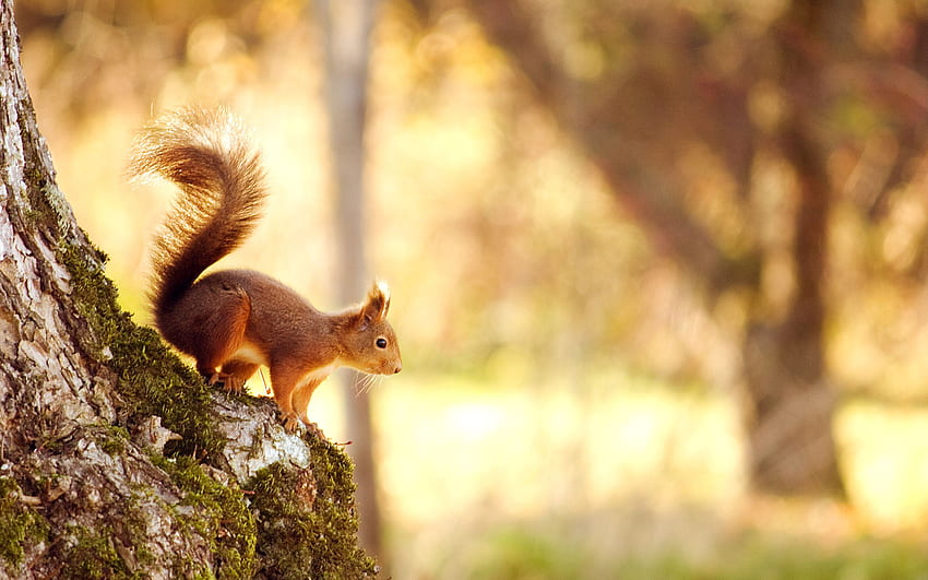 Right Before Winter - Optimised for the Retina display - 2880 x 1800. Autumn animals, Cute squirrel, Spring animals HD wallpaper