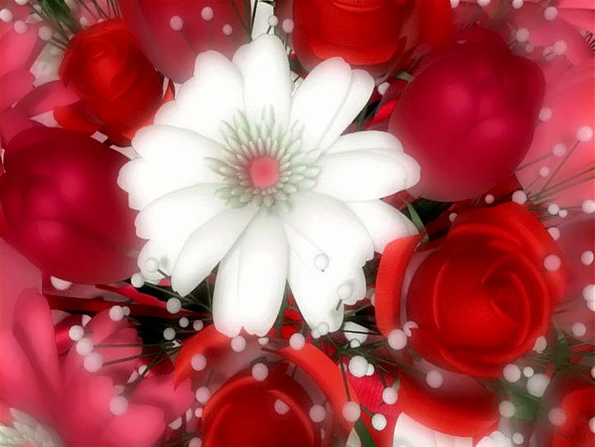 Belle fleur, rose, blanche, belle, rouge Fond d'écran HD