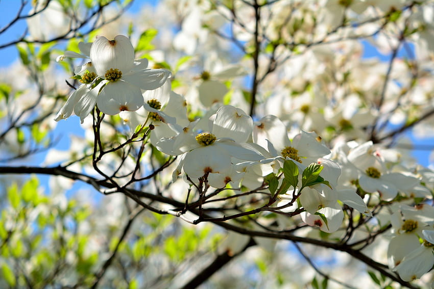 Flores: Árvore de primavera Corniso Flor branca Flores desabrochando papel de parede HD