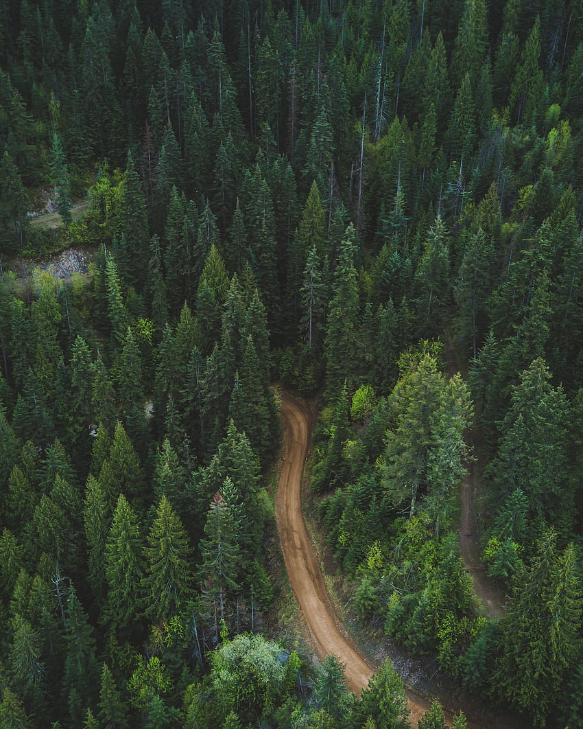 Nature, View From Above, Road, Forest, Vegetation HD phone wallpaper