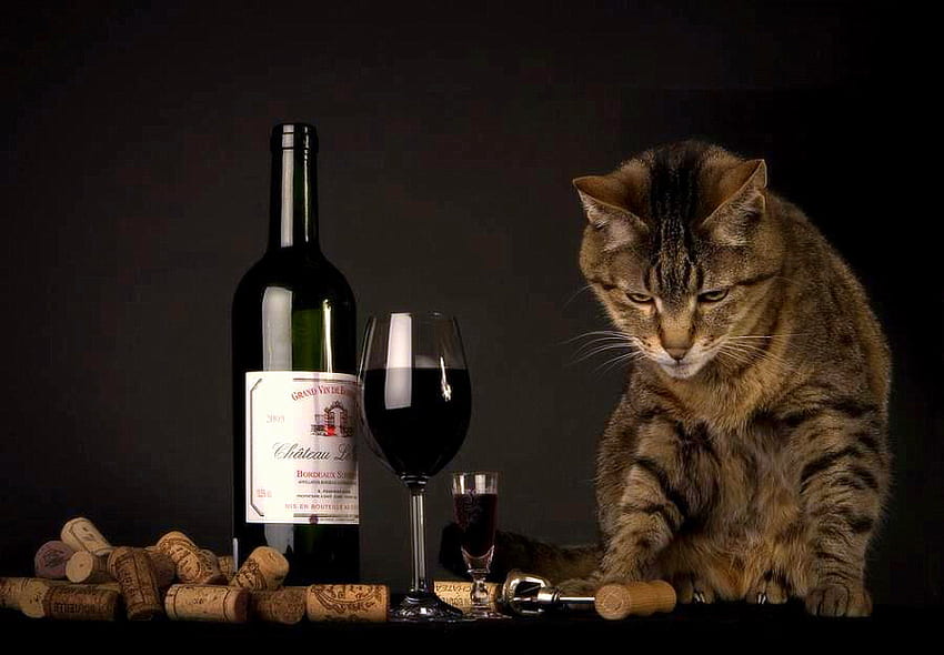 Connaisseur, verre à vin, bouchons, minou, tire-bouchon, chat, bouteille de vin Fond d'écran HD