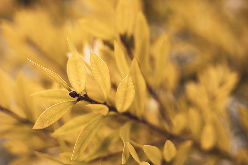 Leaves Plant Macro Blur Smooth Branch Hd Wallpaper Pxfuel