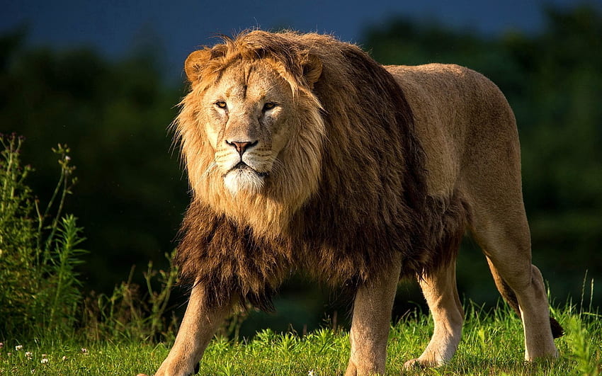 Animals, Grass, Lion, Big Cat, Stroll, King Of Beasts, King Of The Beasts HD wallpaper