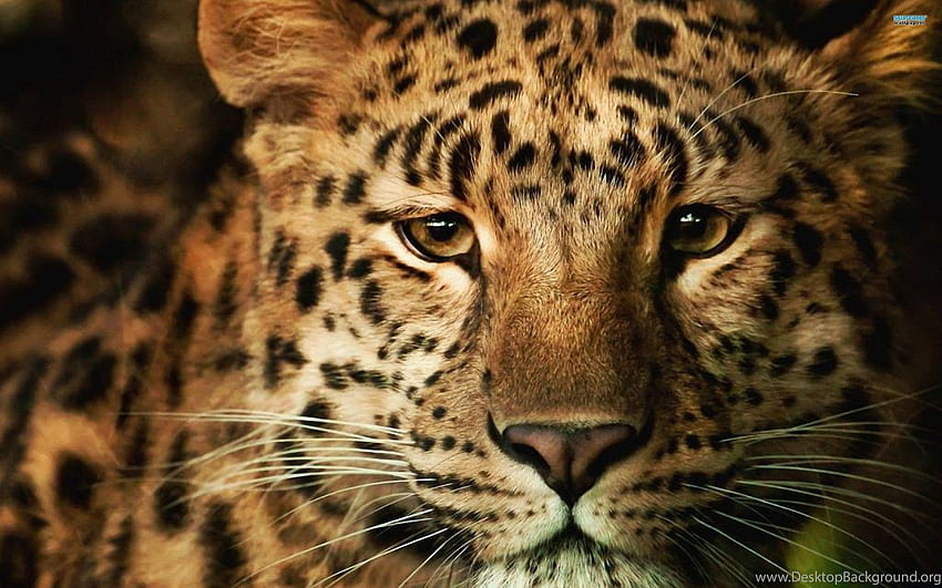 Leopard Art 3D Animal Background HD wallpaper