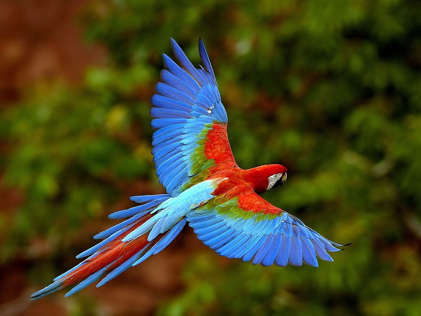 Tropical Parrots Hd Wallpaper Pxfuel