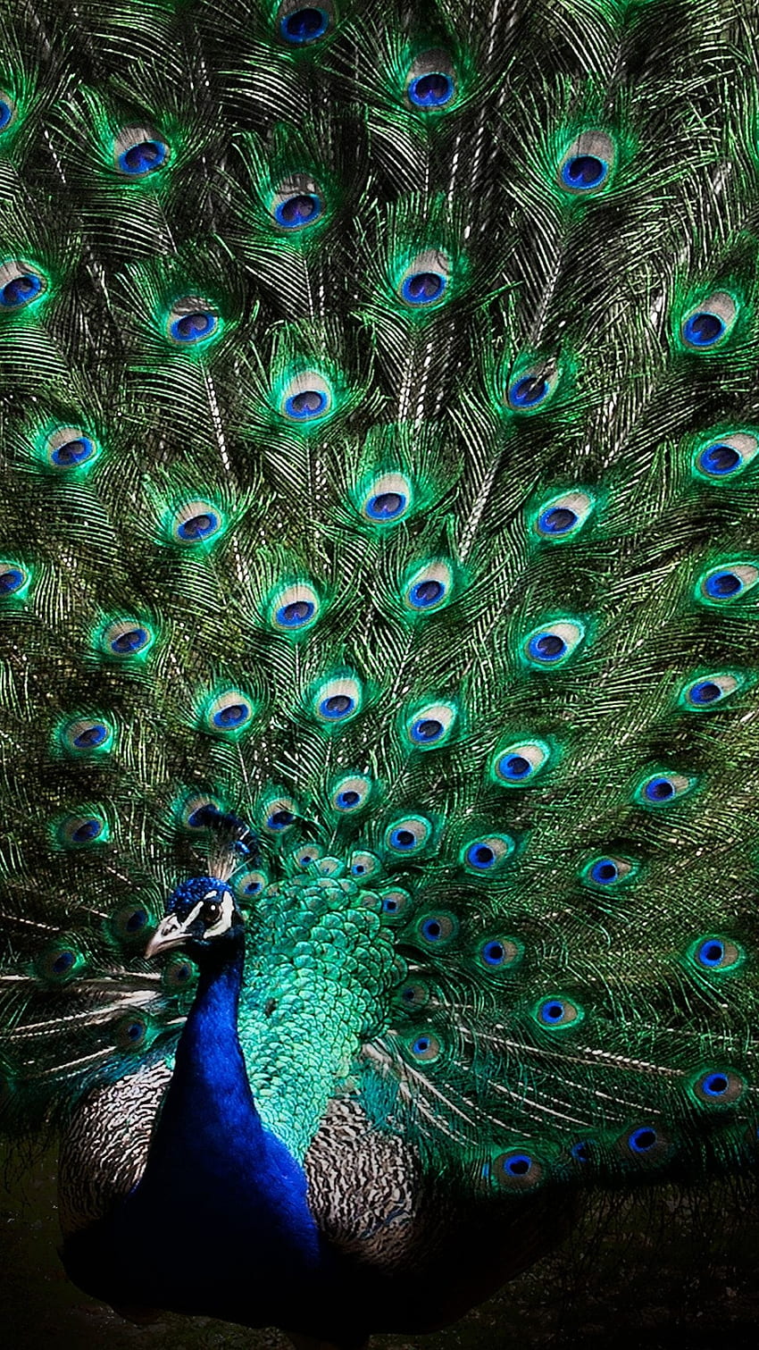 Peacock, Beautiful Peacock, Bird, beautiful peacock bird HD phone ...