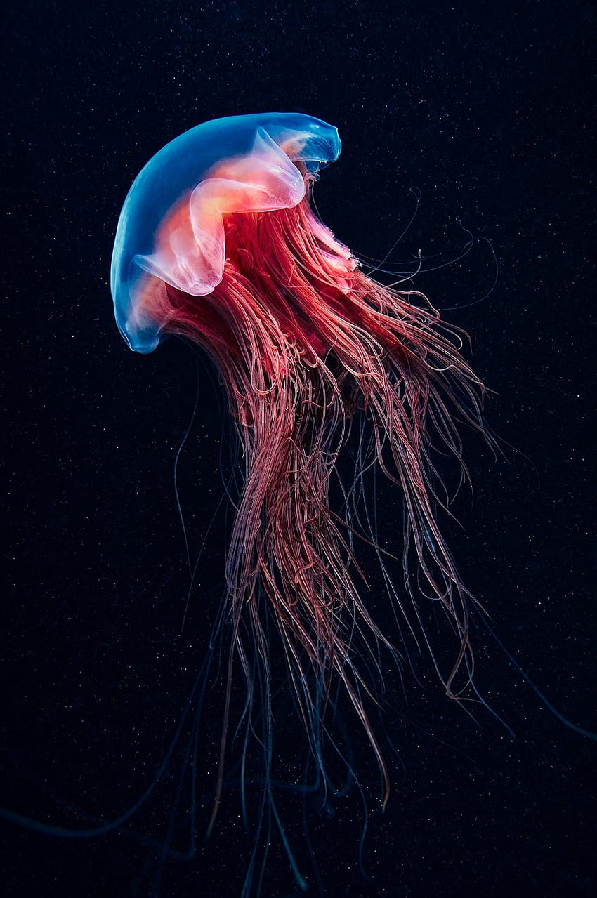 해파리 수중 생물학 물고기 바다 색 물 - 해파리 Alexander Semenov HD 전화 배경 화면