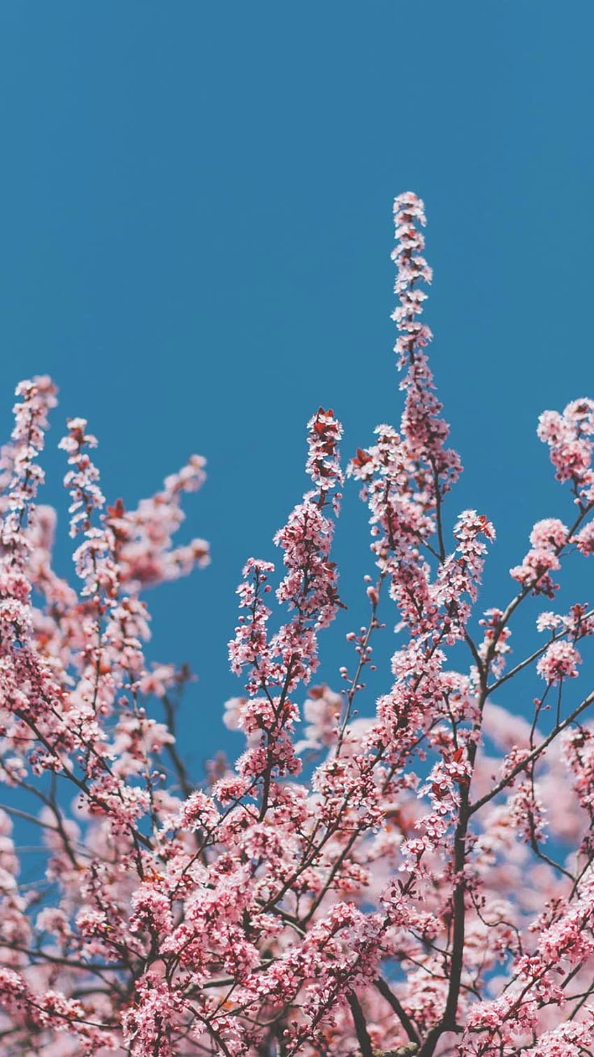 1920x1080px, 1080P Free download | Spring Blossom iPhone By Preppy ...