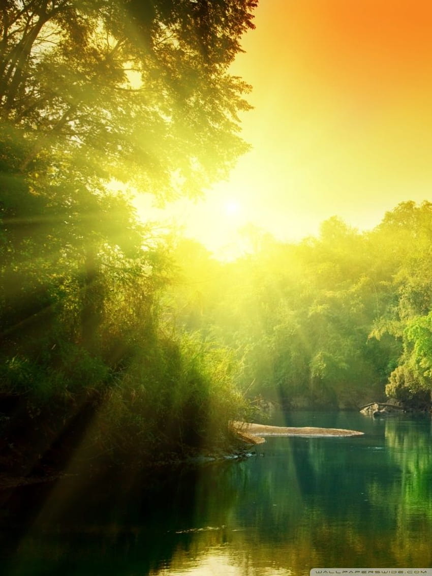 Lush Green Forest River At Sunrise Ultra Background for U TV : Multi Display, Dual Monitor : Tablet : Smartphone HD phone wallpaper