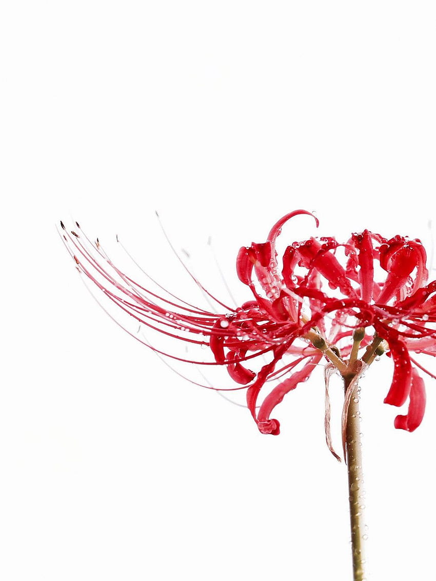 당신이 해명해야 할 붉은 꽃 도쿄 구울에 대한 다섯 가지 의문.- 붉은 꽃 도쿄 구울에 대한 다섯 가지 의문. 도쿄 구울 꽃, 도쿄 구울, 도쿄 구울 HD 전화 배경 화면