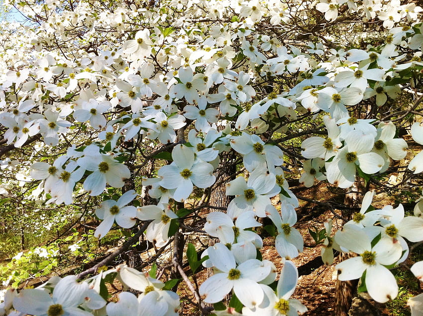 Flores: Southern Touch Studio Dogwood Tree Spring papel de parede HD