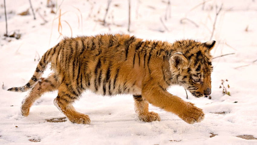 Animals, Snow, Young, Tiger, Joey, Tiger Cub HD wallpaper