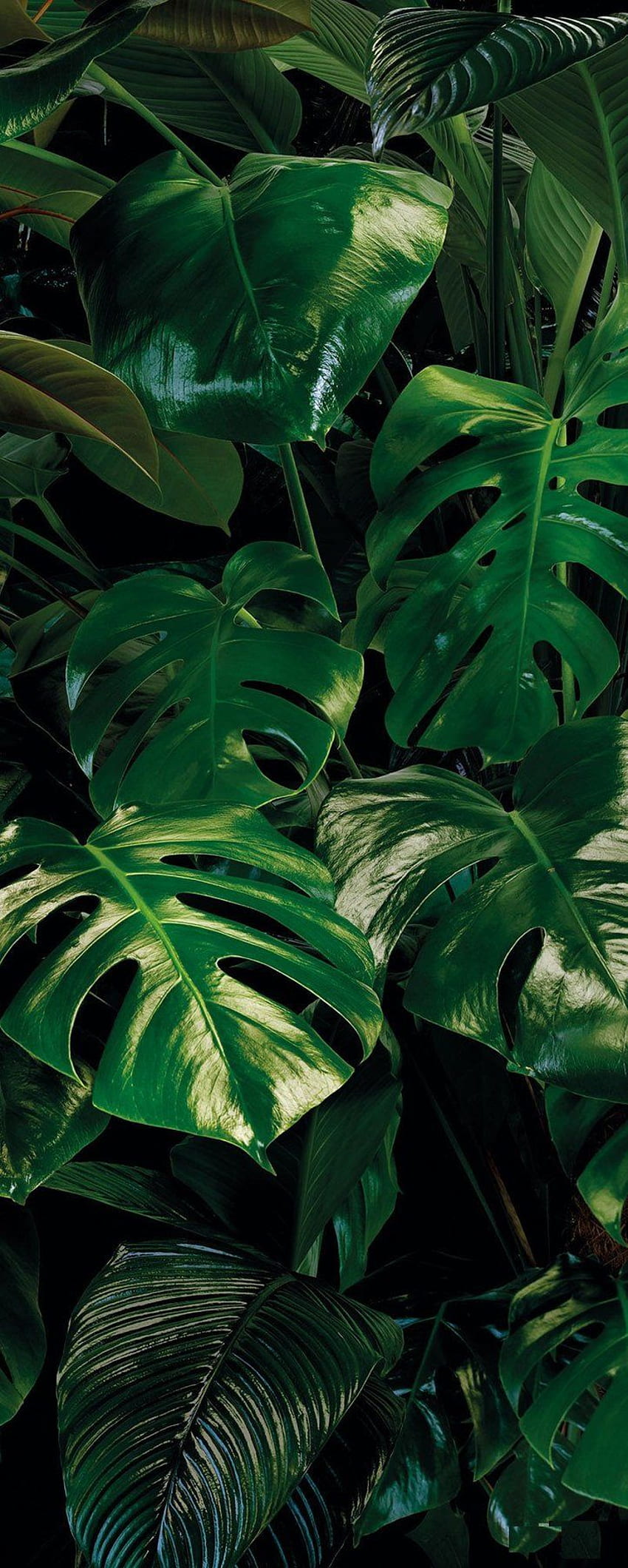 All In Monstera Mural Monstera Leaf Hd Phone Wallpaper Pxfuel